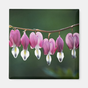 Daety Hearts Magnet