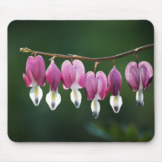 Daety Hearts Mousepad Musmatta (Framsidan)