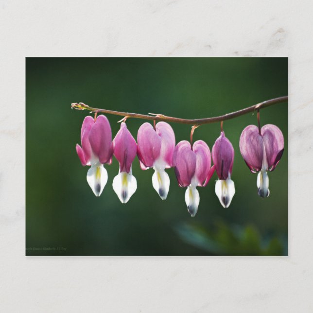 Daety Hearts vycard Vykort (Framsida)