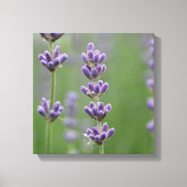 Daety Lavender Canvastryck (Framsida)