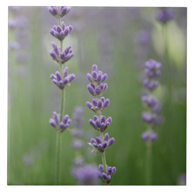 Daety Lavender Large Square Tile Kakelplatta (Framsidan)