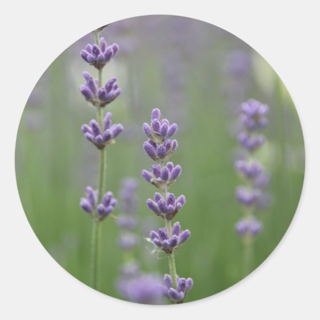 Daety Lavender Runt Klistermärke (Framsida)