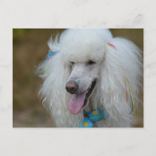 Daety White Pudel Vykort