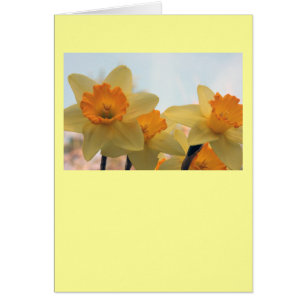 Daffodialer Hälsningskort