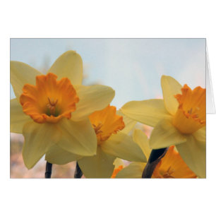 Daffodialer Hälsningskort