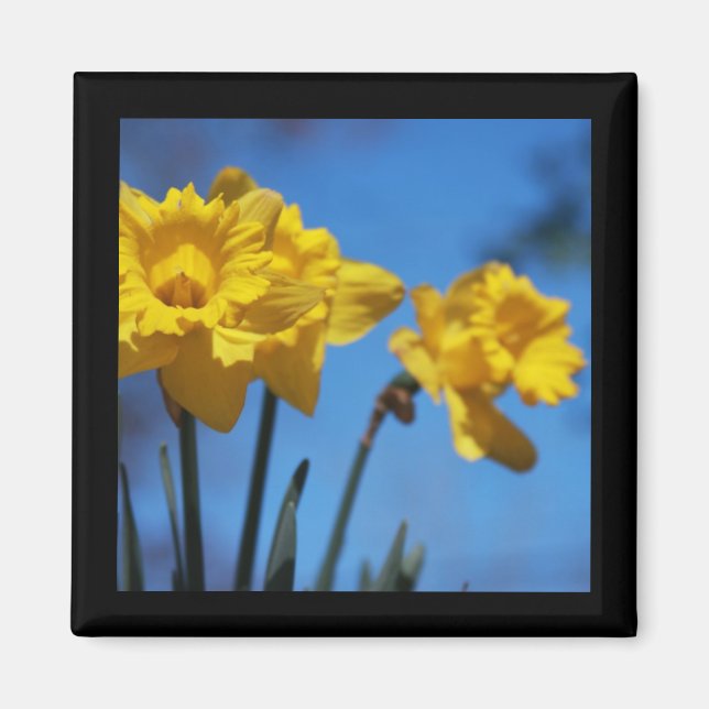 Daffodialer Magnet (Framsidan)