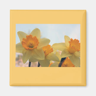 Daffodialer Magnet