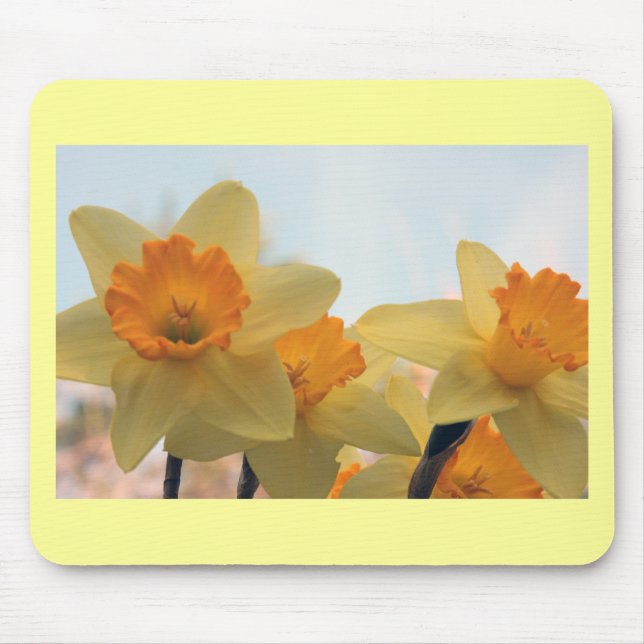 Daffodialer Musmatta (Framsidan)