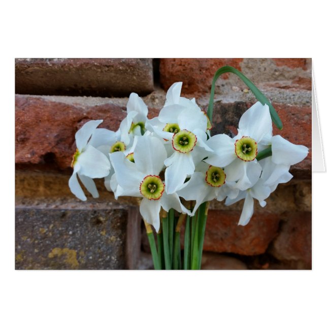 daffodier nära fästningsväggen hälsningskort (Framsidan Horizontal)