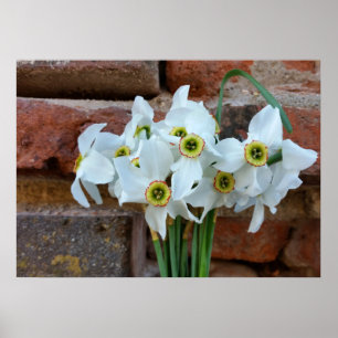 daffodier nära fästningsväggen poster