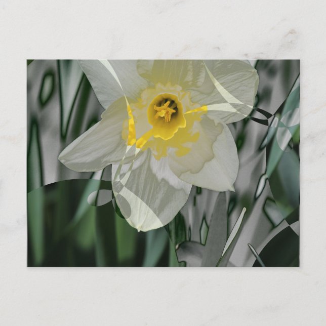 Daffodil 2015 vykort (Framsida)