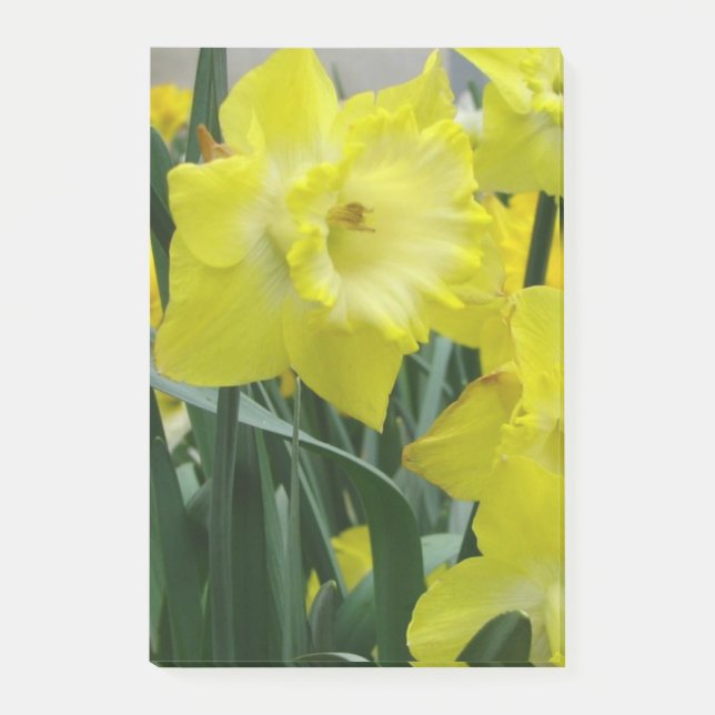 daffodil-22.JPG Post-it Block (Framsida)