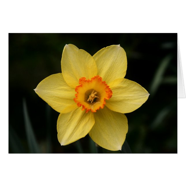 "daffodil" av Larry Coressel Hälsningskort (Framsidan Horizontal)