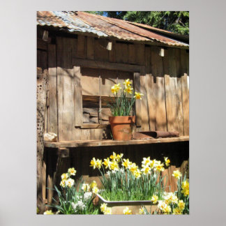 Daffodil Backe Barn Poster