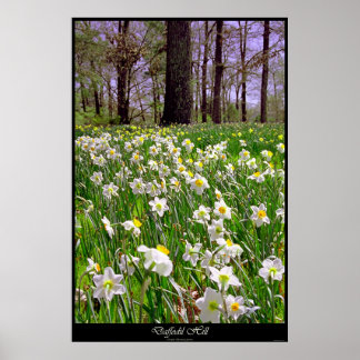 Daffodil Backe Poster