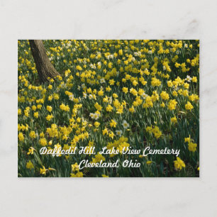 Daffodil Backe - Solbelyst Gult och vitblommor Vykort