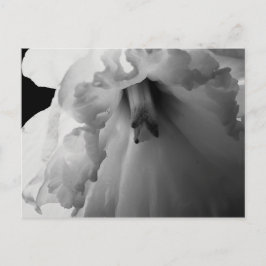 Daffodil Black and White Photography Vykort