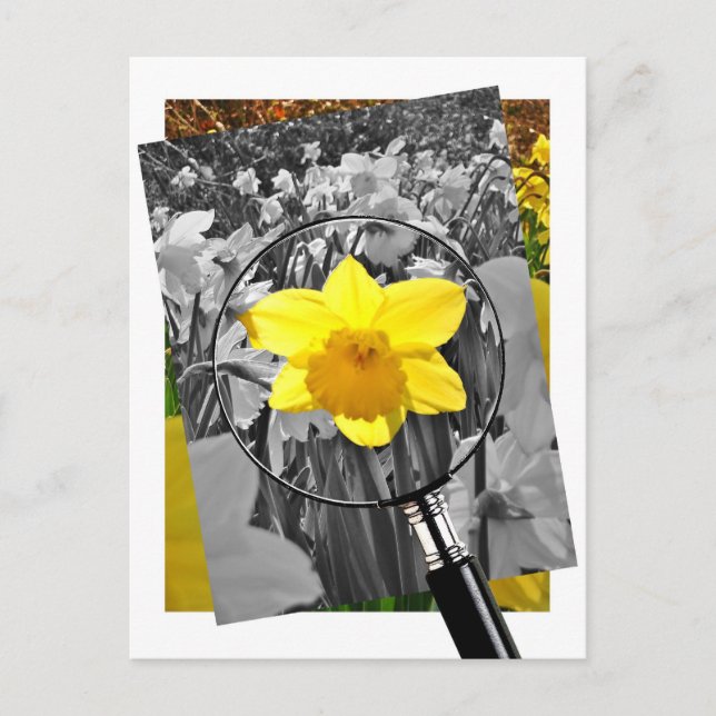 Daffodil - Blaise Castle Vykort (Framsida)