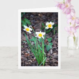 Daffodil Blommor Kort