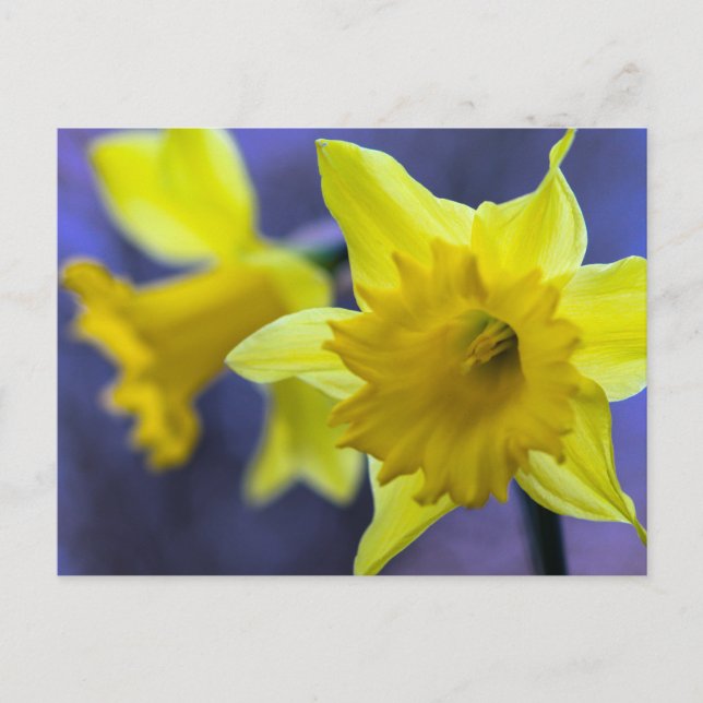 Daffodil-blommor Vykort (Framsida)