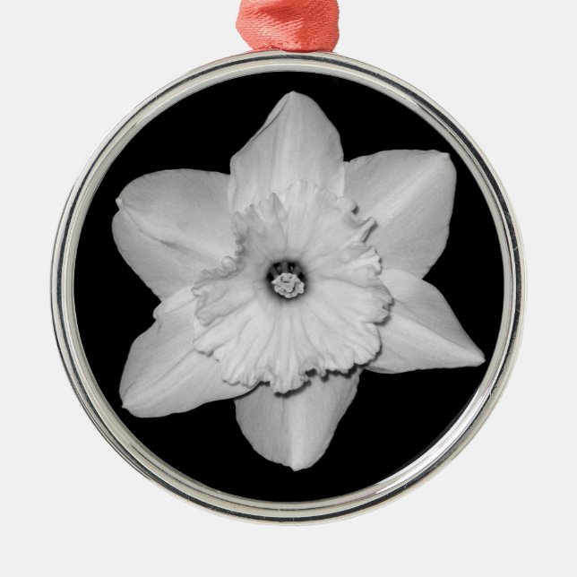 Daffodil Close-up (B&W) Ornament (Framsidan)