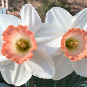 Daffodil congrat-twillingar hälsningskort kort