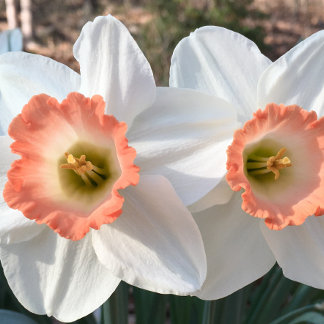 Daffodil congrat-twillingar hälsningskort kort