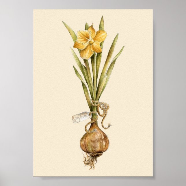 Daffodil Daydröm - Poster (Framsidan)