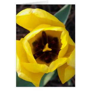 Daffodil Daze OBS Kort