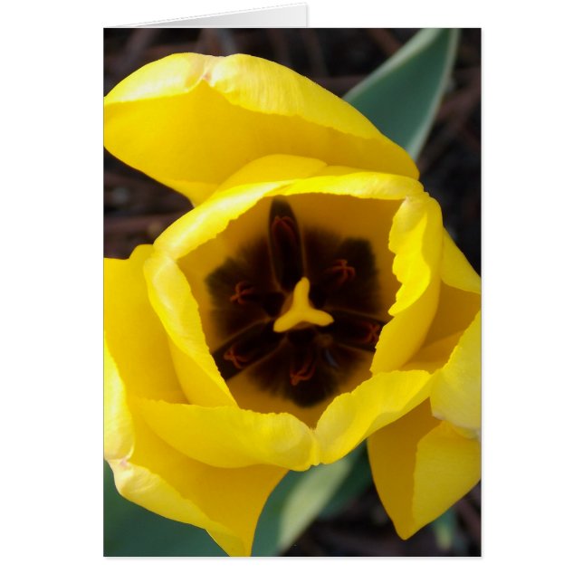 Daffodil Daze OBS Kort (Framsidan)