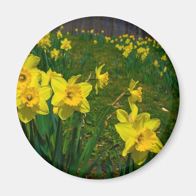 Daffodil Delight Magnet (Framsidan)