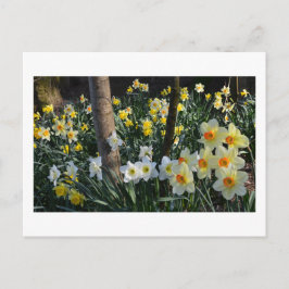 Daffodil Dell: Cheshire, England Postcard Vykort