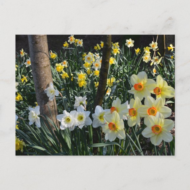 Daffodil Dell: Cheshire, England Postcard Vykort (Framsida)