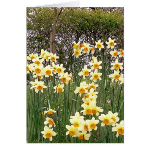 Daffodil Fält i Springtime Hälsningskort
