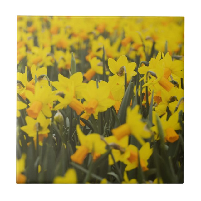 Daffodil Fält Kakelplatta (Framsidan)