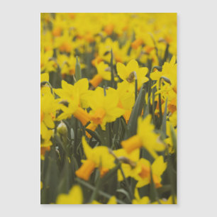 Daffodil Fält vykort