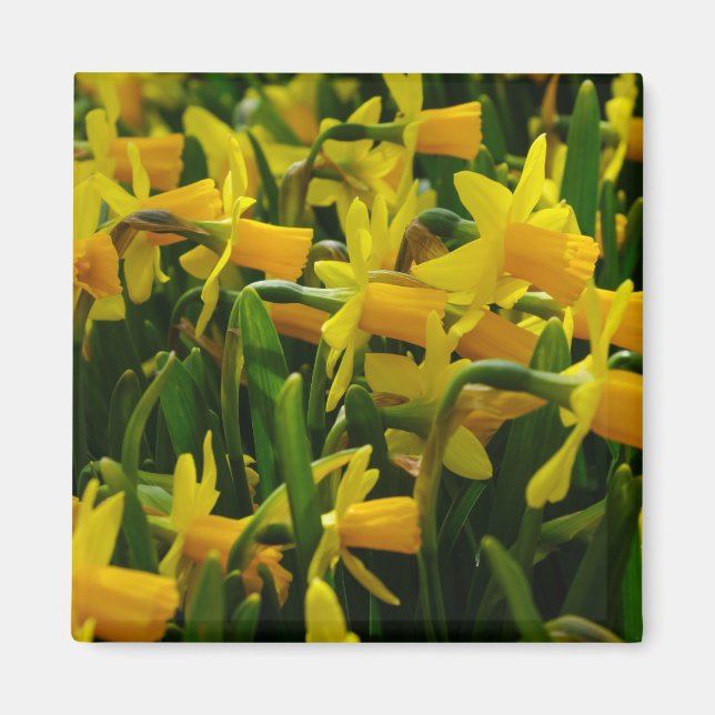 Daffodil Family Magnet (Framsidan)