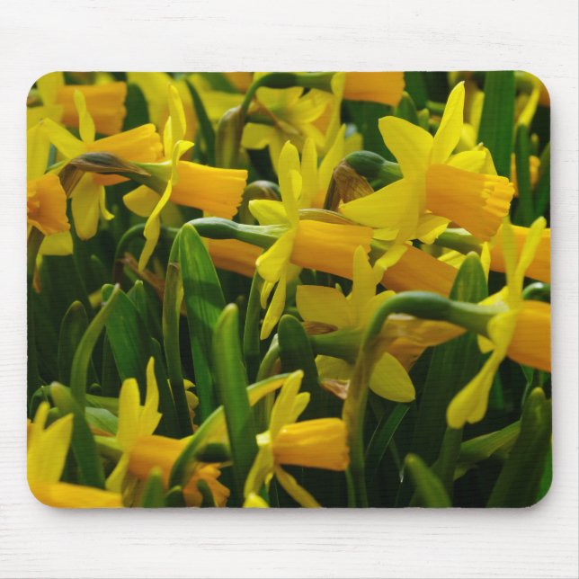 Daffodil Family Musmatta (Framsidan)