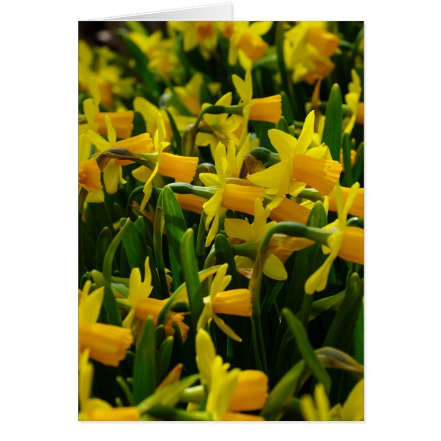 Daffodil Family OBS Kort (Framsidan)