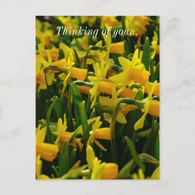 Daffodil Family Thinking of You Postcard Vykort (Framsida)