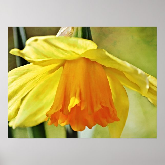 Daffodil Flower Gult Photographic Art Print Poster (Framsidan)