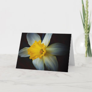 Daffodil Flower in the Light Note Card Kort