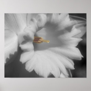 Daffodil Flower Partial Färg Poster