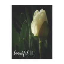 Daffodil Flower Photogratograf Beval Life-fras