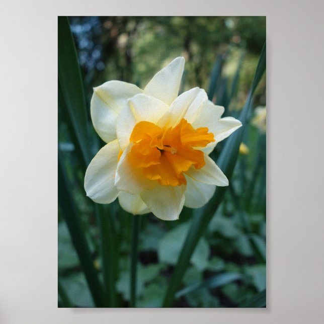Daffodil Flower Poster (Framsidan)