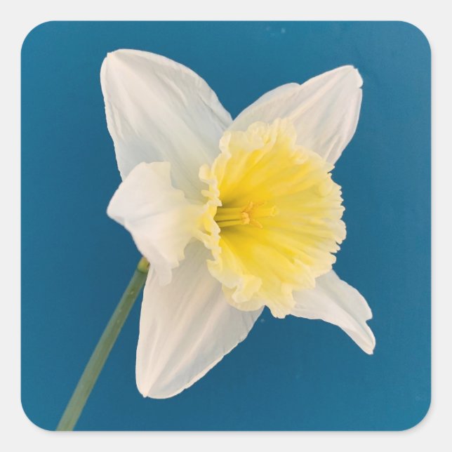 Daffodil, Flower, Spring Fyrkantigt Klistermärke (Framsida)