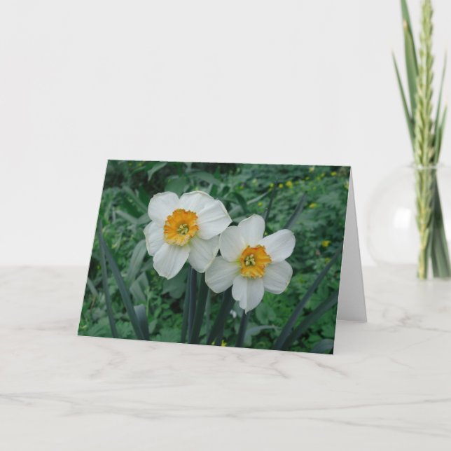 Daffodil Flowers Kort (Framsida)
