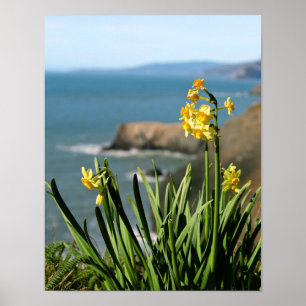 Daffodil Flowers on Pacific Kusten, porträtt 1 av Poster