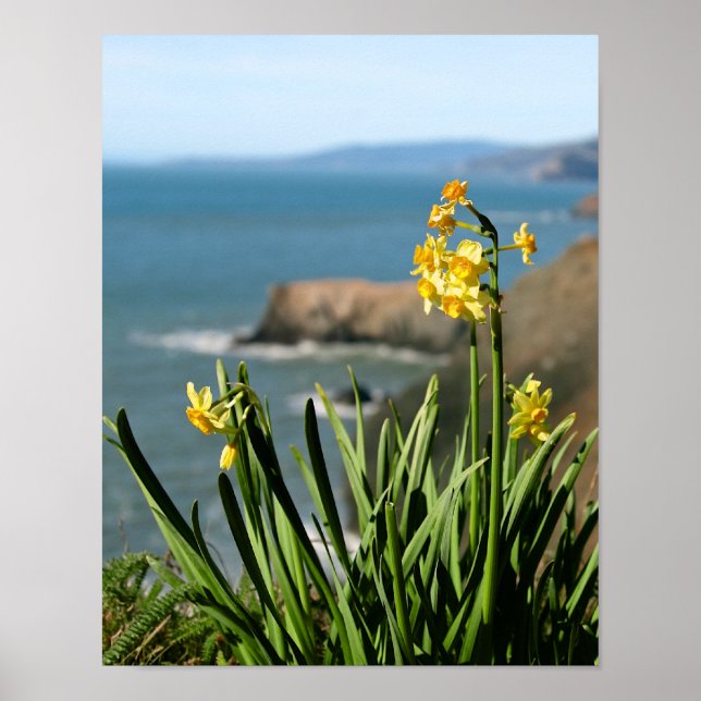 Daffodil Flowers on Pacific Kusten, porträtt 1 av  Poster (Framsidan)
