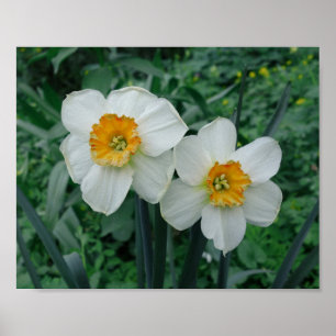 Daffodil Flowers Poster